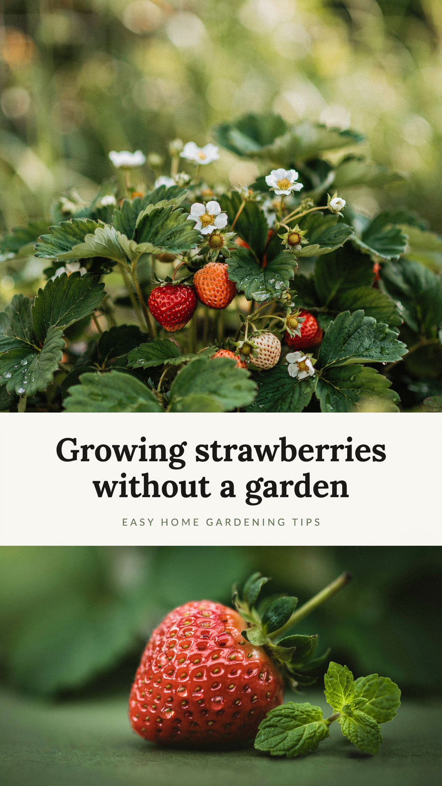 Growing strawberries without a garden
