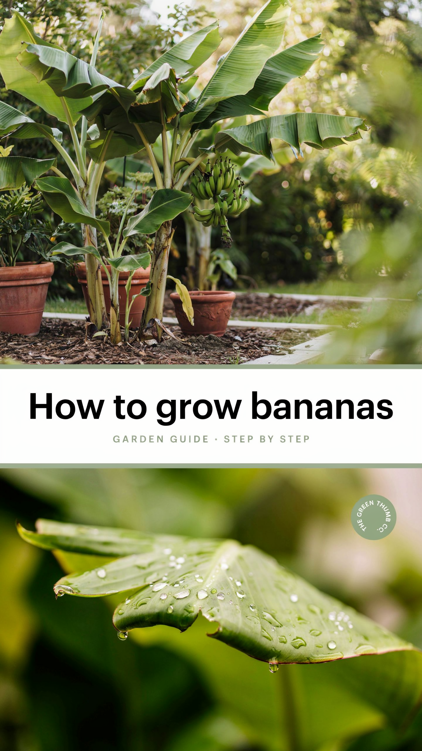 How to grow bananas