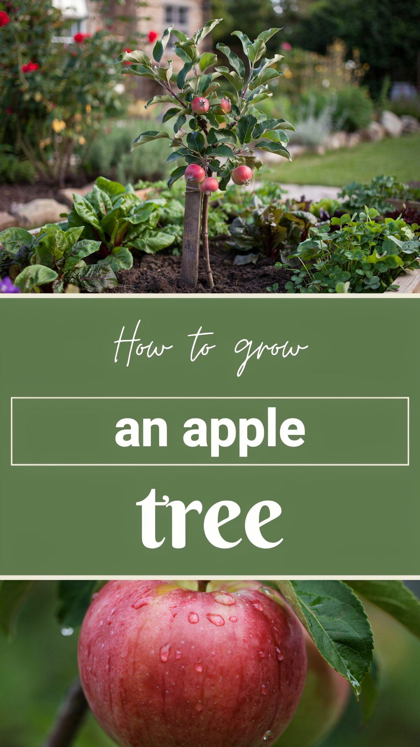 How to Grow an Apple Tree