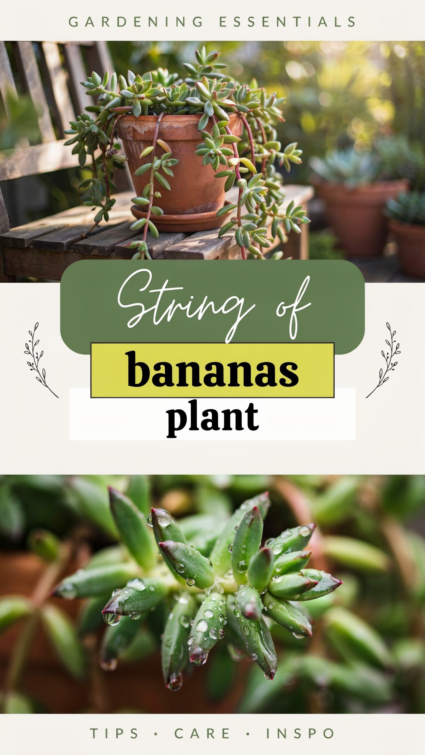 String of bananas plant