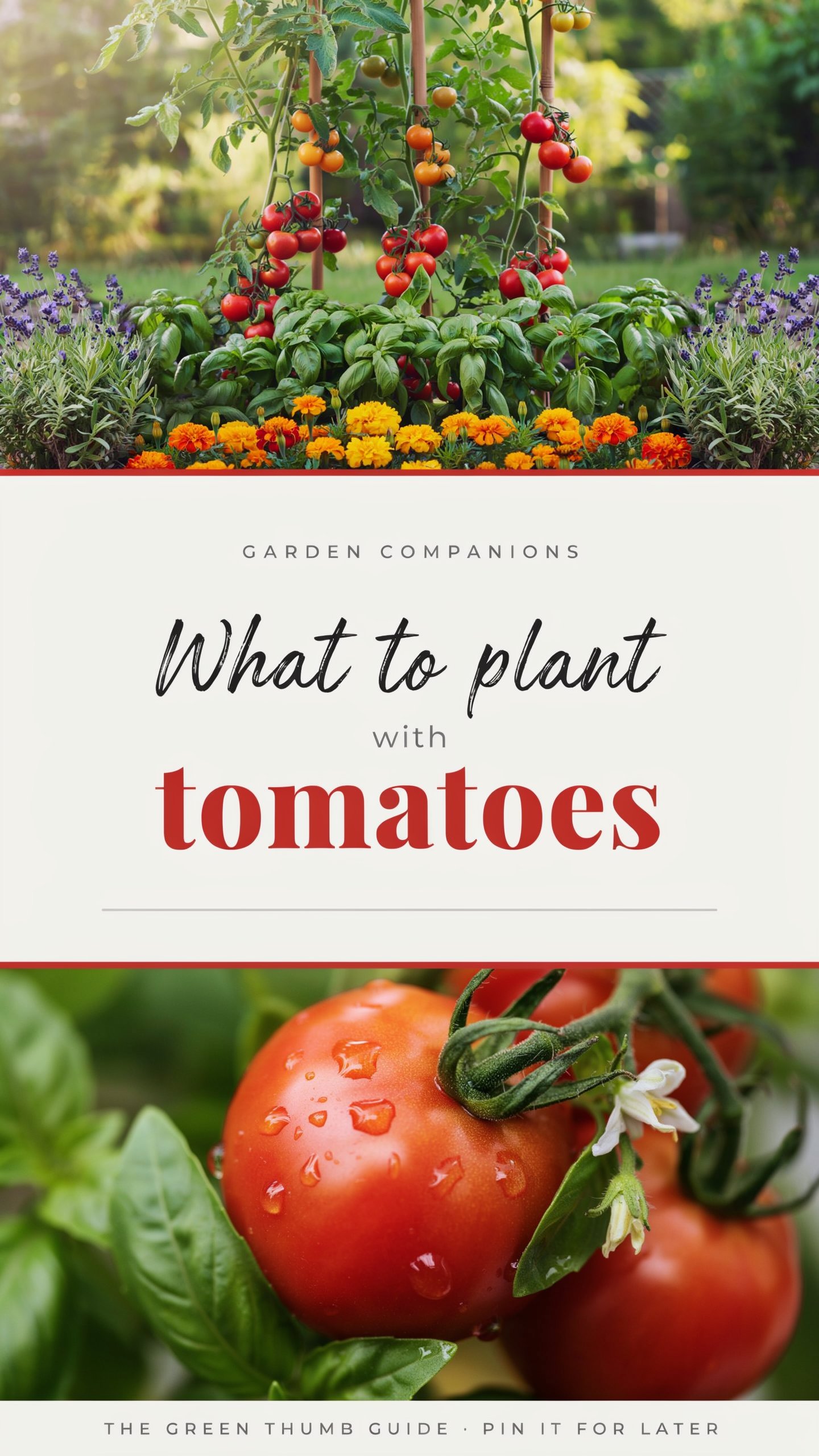 What to plant with tomatoes