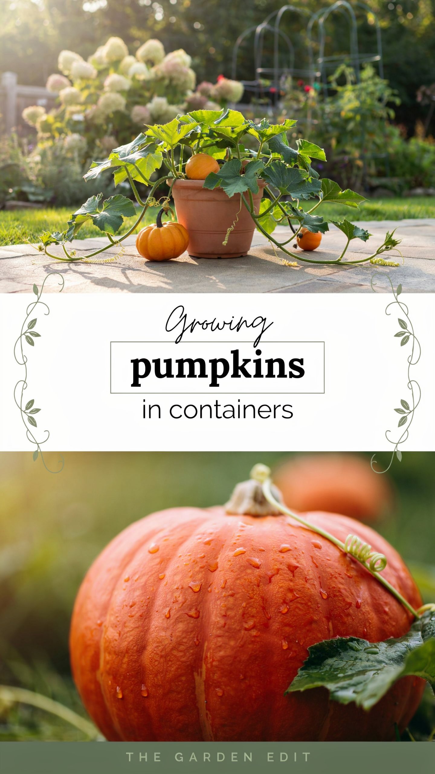 Growing Pumpkins in Containers