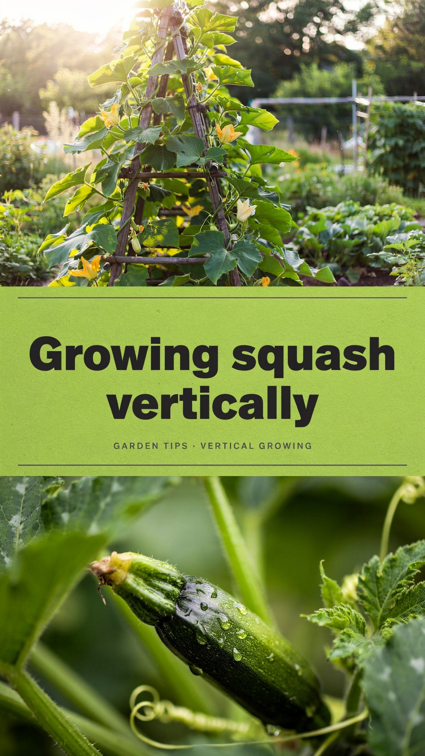 Growing squash vertically
