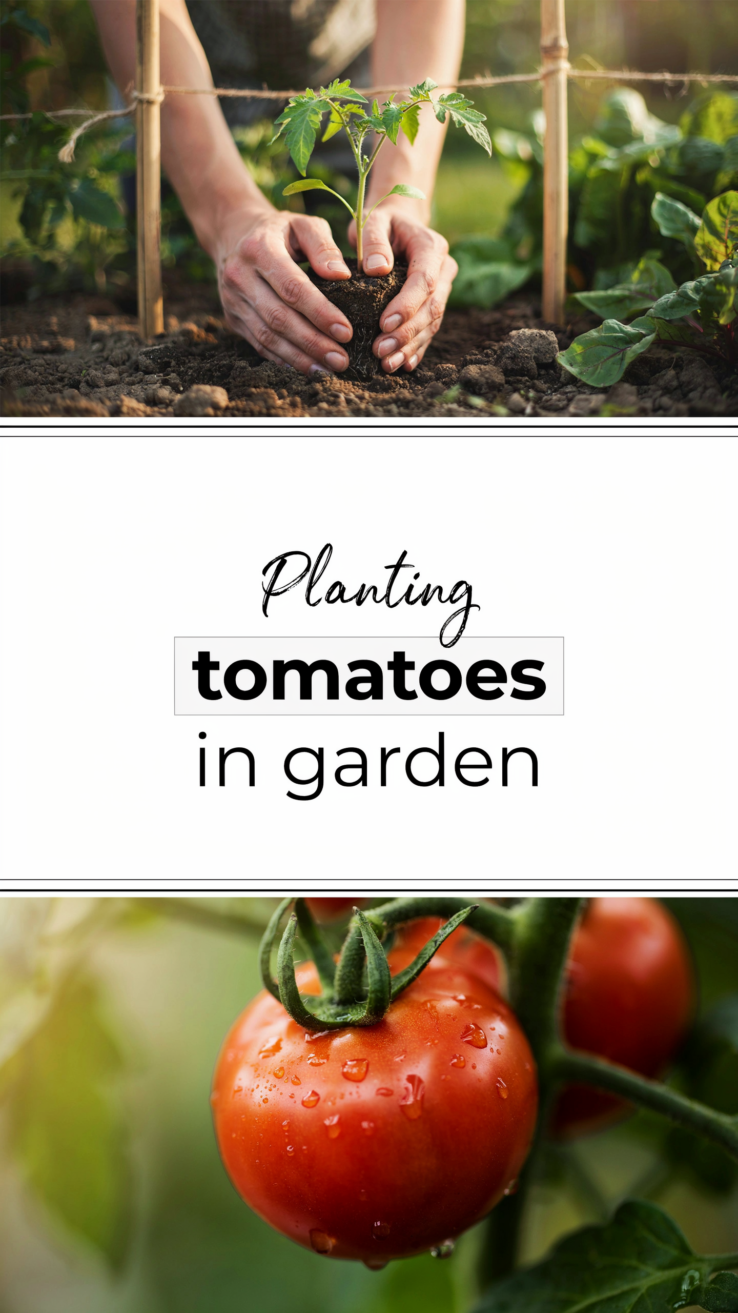 Planting tomatoes in garden
