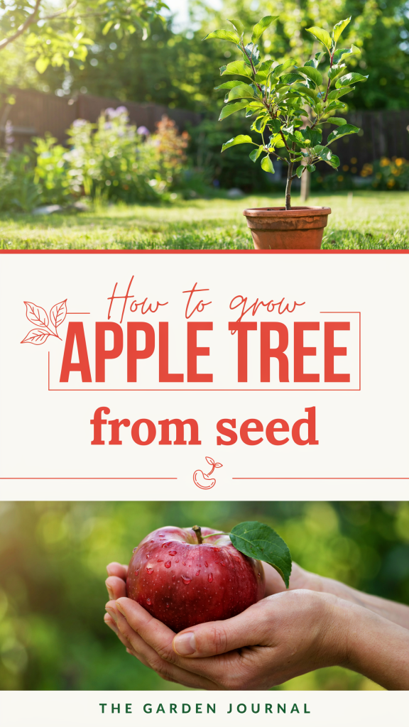 How to Grow an Apple Tree from Seed: A Complete Beginner’s Guide ...