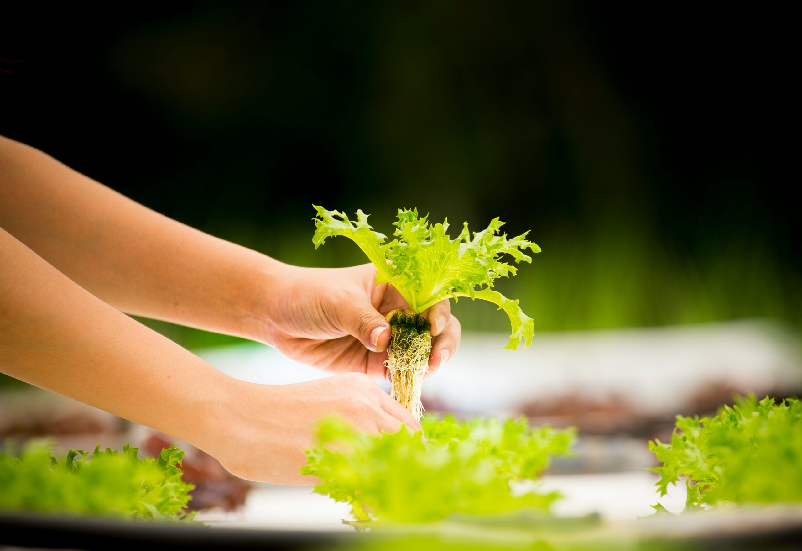 Hydroponic Tomatoes: How to Grow Them at Home Without Soil - urban ...